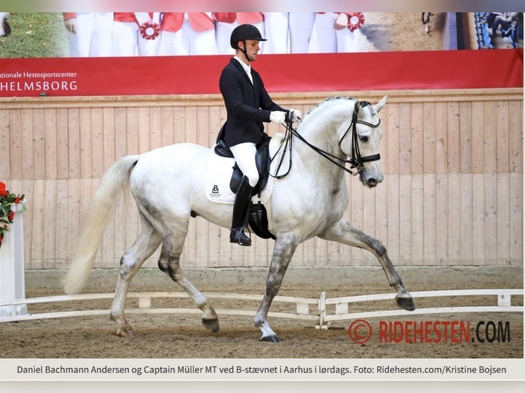 Koń oldenburski Wałach 3 lat 168 cm Formy Brown Falb in Bramsche