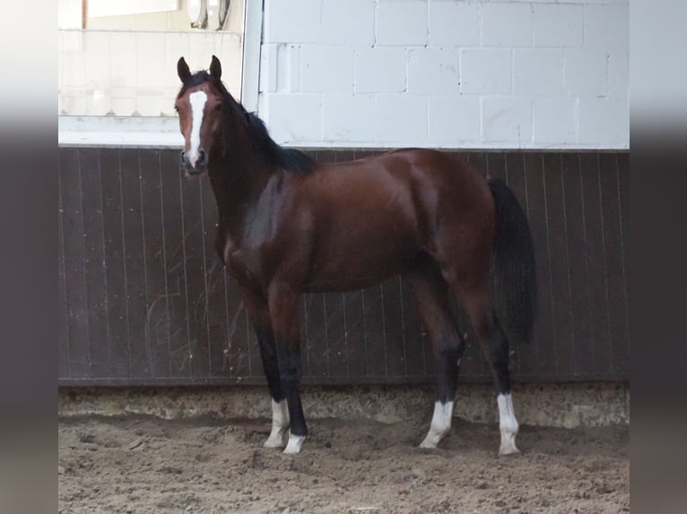 Koń oldenburski Wałach 3 lat 168 cm Gniada in Bramsche