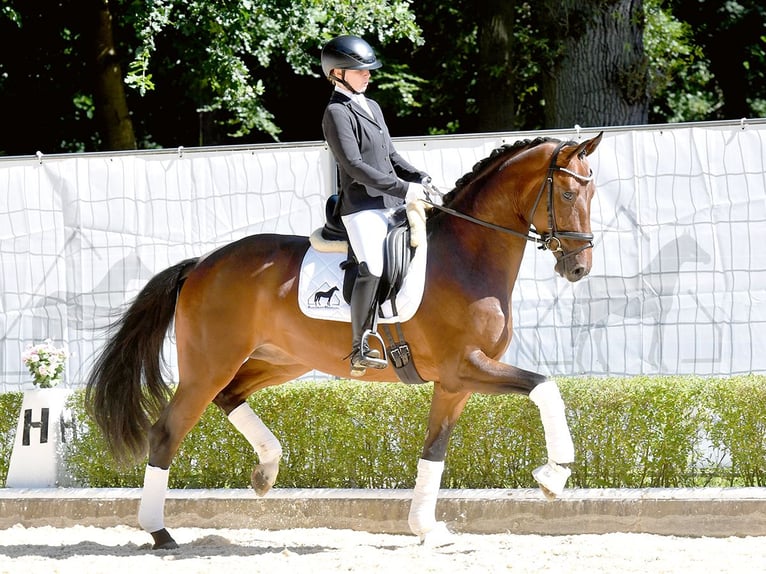 Koń oldenburski Wałach 3 lat 168 cm Gniada in Bad Bevensen