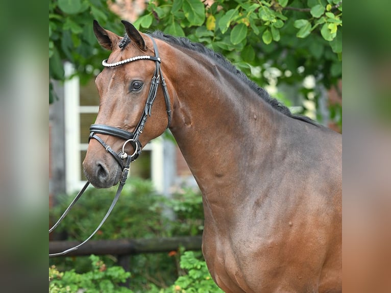 Koń oldenburski Wałach 3 lat 168 cm Gniada in Bad Bevensen