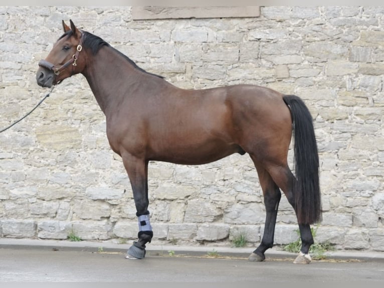 Koń oldenburski Wałach 3 lat 168 cm Gniada in Barntrup