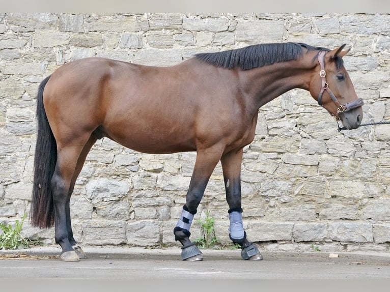 Koń oldenburski Wałach 3 lat 168 cm Gniada in Barntrup