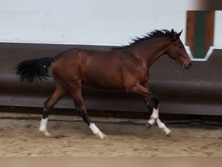 Koń oldenburski Wałach 3 lat 168 cm Gniada in Bramsche