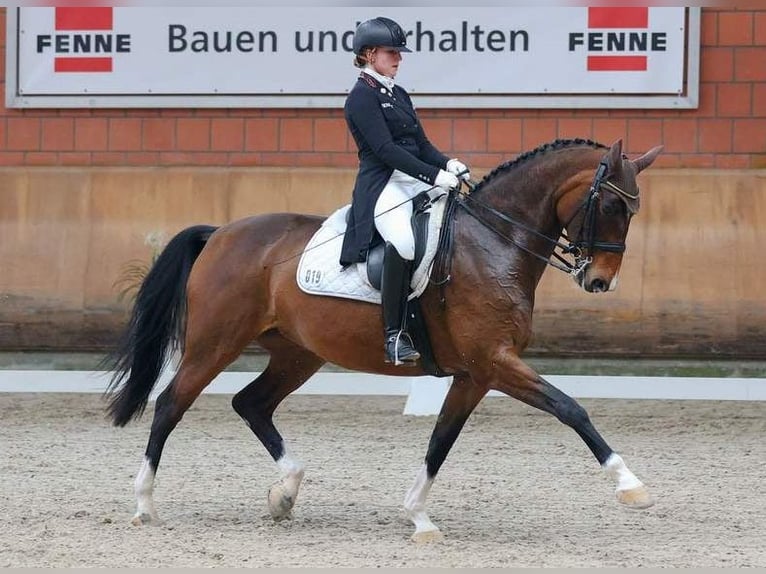 Koń oldenburski Wałach 3 lat 168 cm Gniada in Bramsche