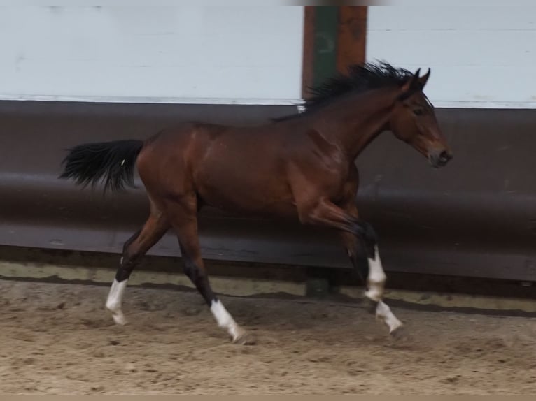 Koń oldenburski Wałach 3 lat 168 cm Gniada in Bramsche