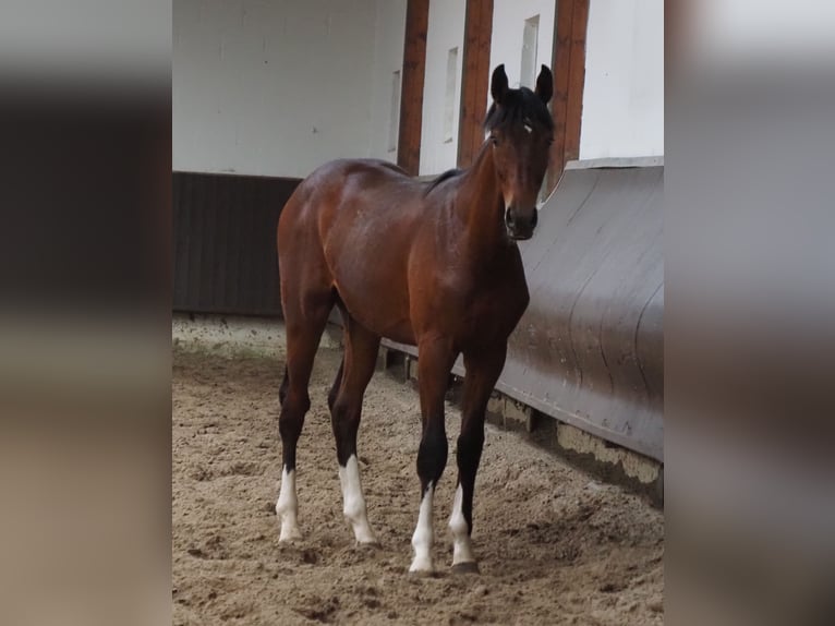 Koń oldenburski Wałach 3 lat 168 cm Gniada in Bramsche