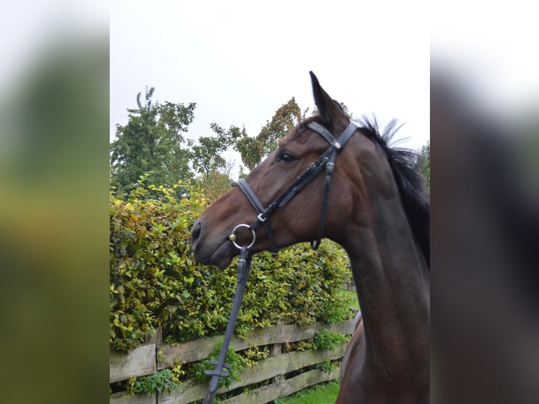 Koń oldenburski Wałach 3 lat 168 cm Gniada in Einbeck