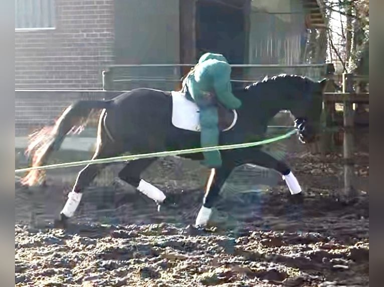 Koń oldenburski Wałach 3 lat 168 cm Kara in EmstekEmstek