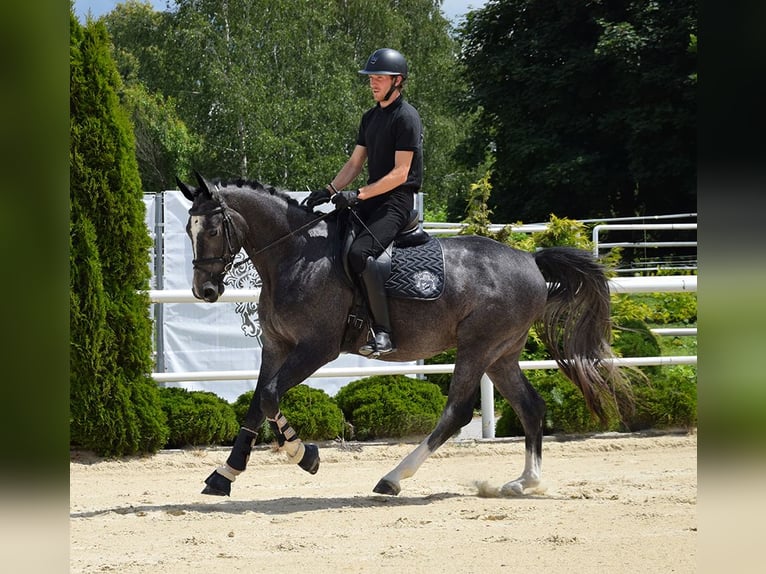 Koń oldenburski Wałach 3 lat 168 cm Stalowosiwy in Wysin