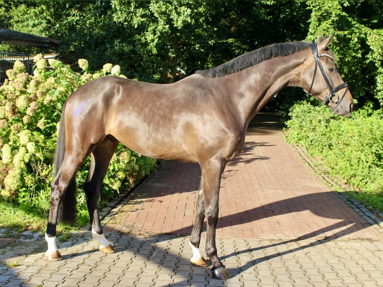 Koń oldenburski Wałach 3 lat 169 cm Ciemnogniada in Ankum