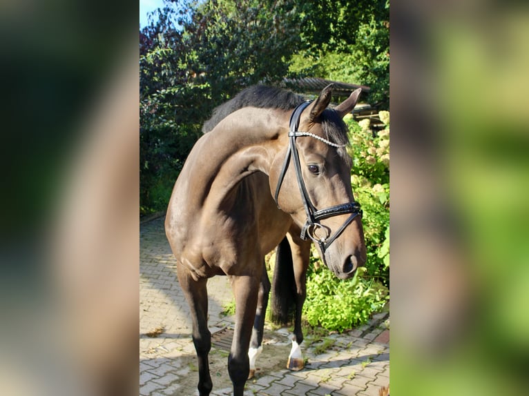 Koń oldenburski Wałach 3 lat 169 cm Ciemnogniada in Ankum