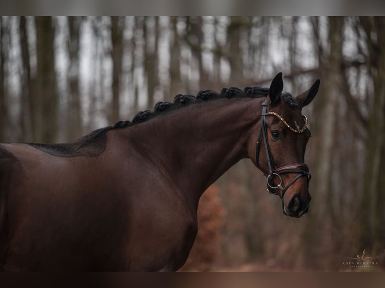 Koń oldenburski Wałach 3 lat 169 cm Ciemnogniada in Wehringen