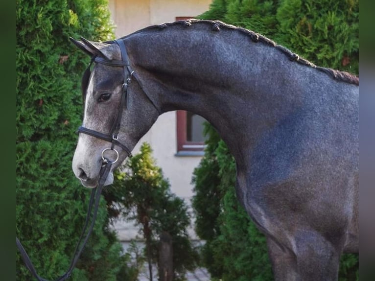 Koń oldenburski Wałach 3 lat 170 cm Bułana in Öcsöd