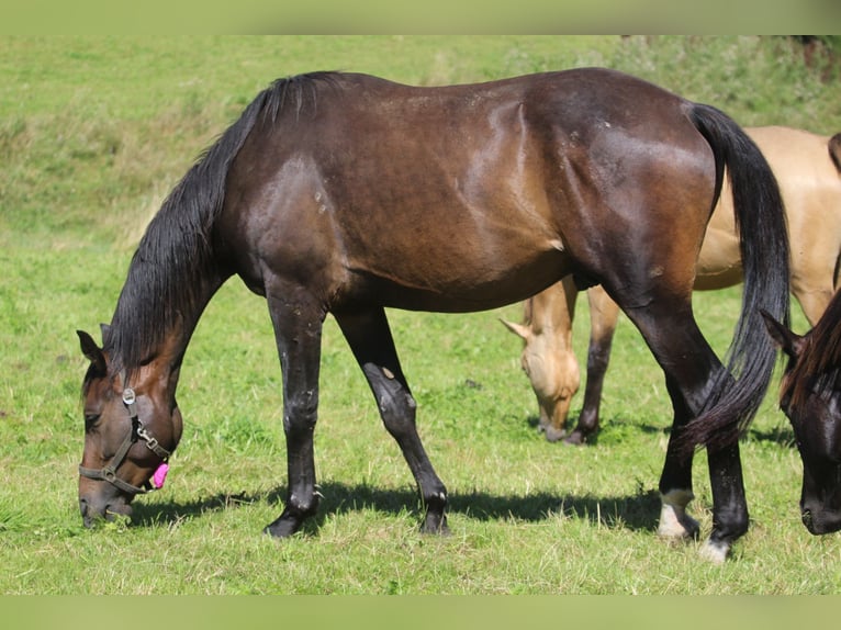 Koń oldenburski Wałach 3 lat 170 cm Ciemnogniada in GROTE-BROGEL