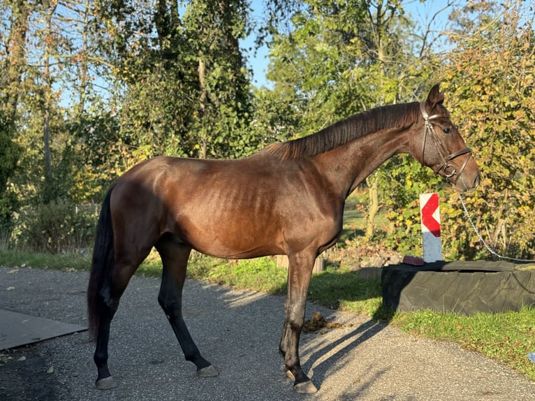 Koń oldenburski Wałach 3 lat 170 cm Ciemnogniada in Leiden