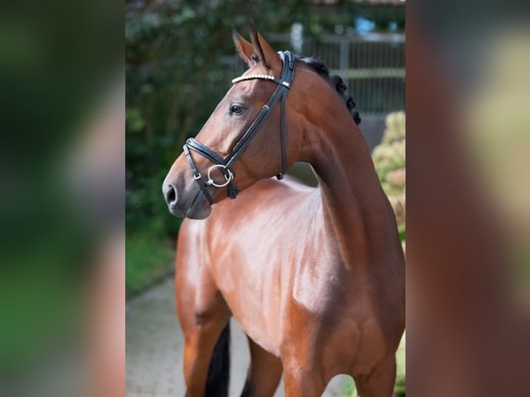 Koń oldenburski Wałach 3 lat 170 cm Gniada in Ankum