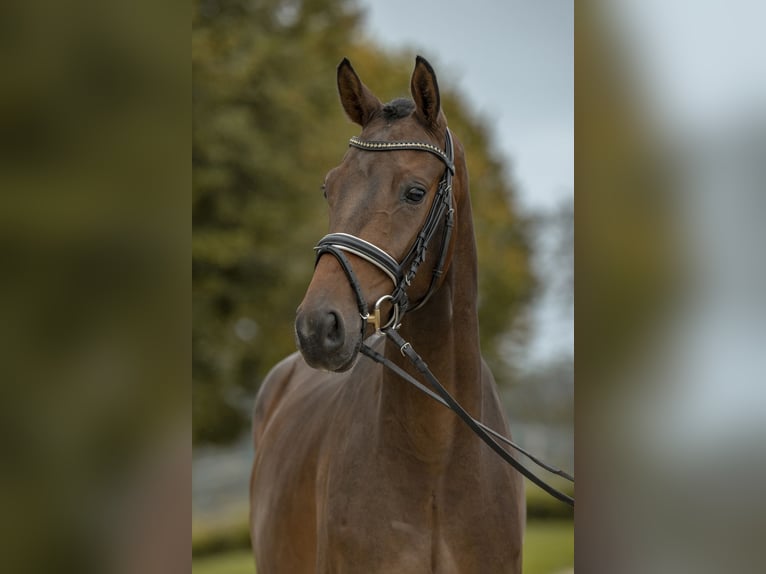 Koń oldenburski Wałach 3 lat 170 cm Gniada in Gomadingen