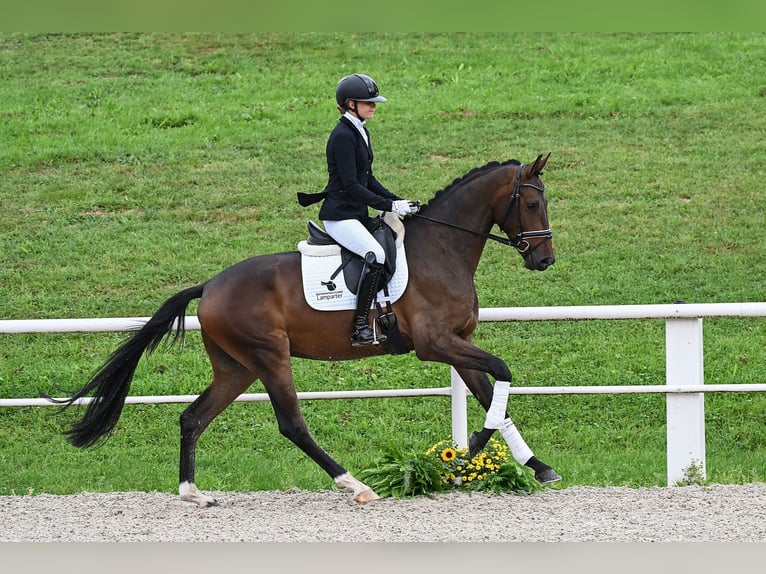 Koń oldenburski Wałach 3 lat 170 cm Gniada in Gomadingen