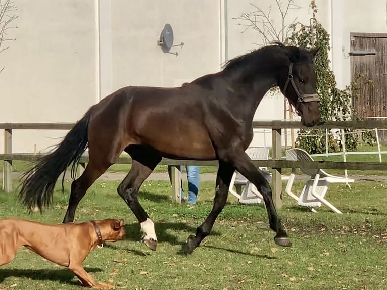 Koń oldenburski Wałach 3 lat 170 cm Skarogniada in Isernhagen