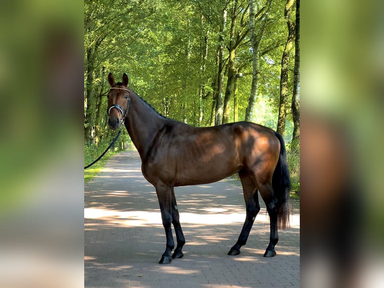 Koń oldenburski Wałach 3 lat 171 cm Gniada in Wallenhorst