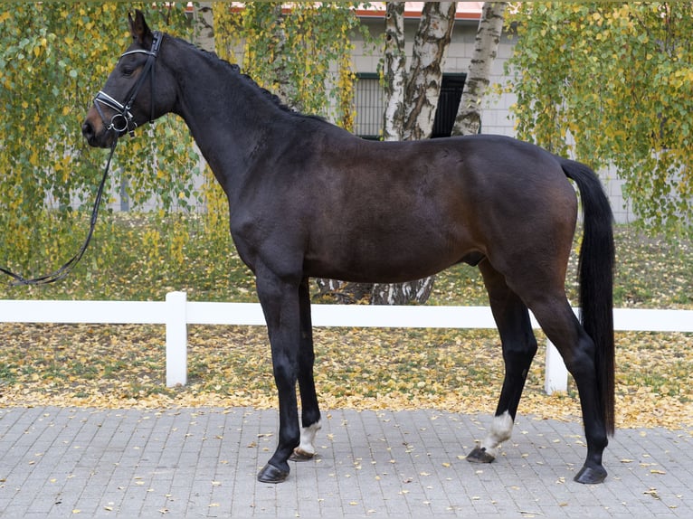 Koń oldenburski Wałach 3 lat 173 cm Ciemnogniada in Groß Kreutz