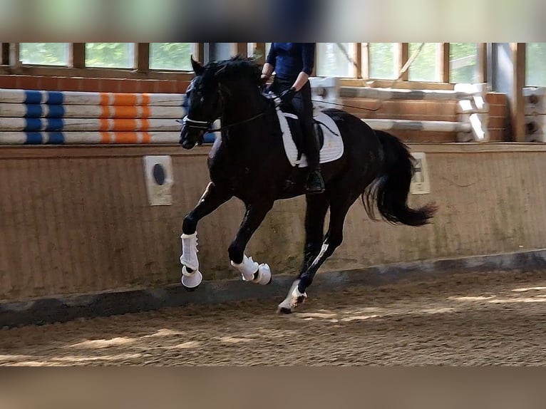 Koń oldenburski Wałach 3 lat 173 cm in Visbek