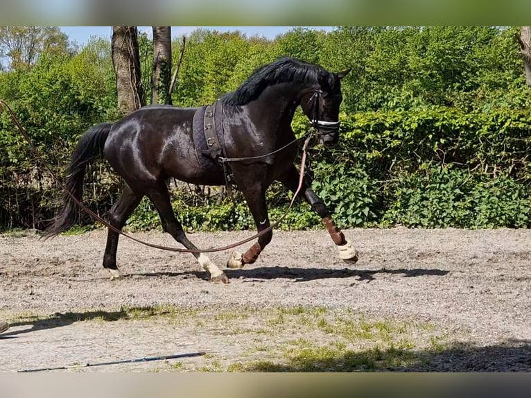 Koń oldenburski Wałach 3 lat 173 cm in Visbek