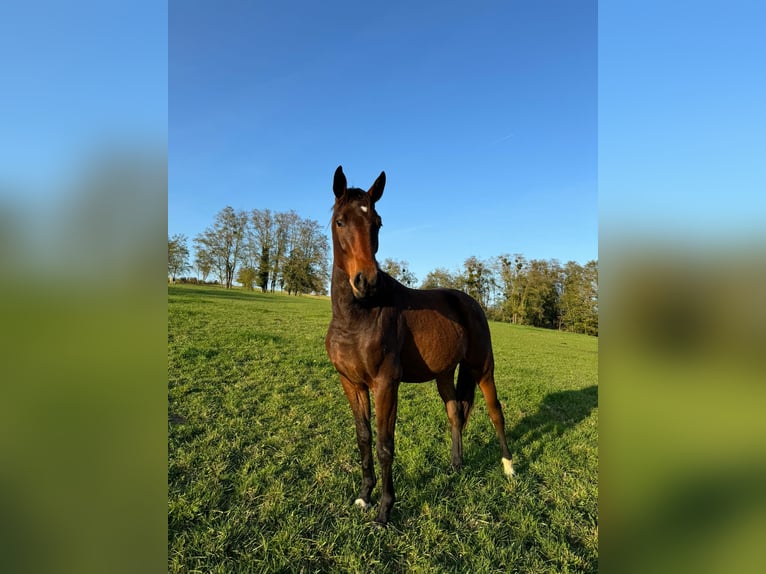 Koń oldenburski Wałach 3 lat Gniada in Steinbrunn-le-bas