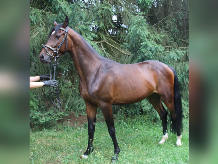 Koń oldenburski Wałach 4 lat 160 cm Gniada in Bad Kreuznach