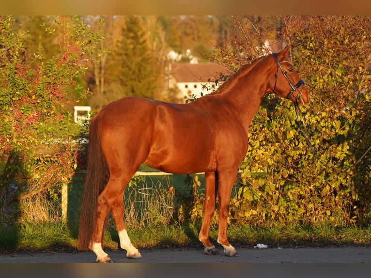 Koń oldenburski Wałach 4 lat 160 cm Kasztanowata in Krumbach