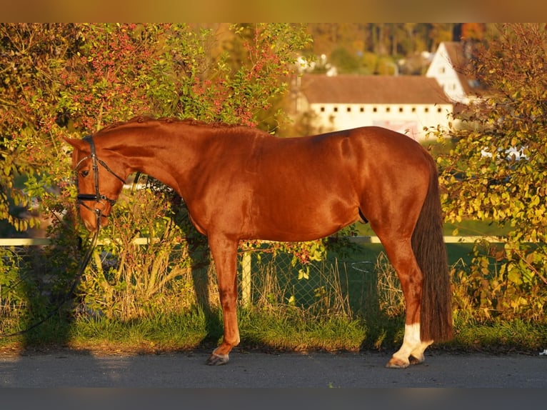 Koń oldenburski Wałach 4 lat 160 cm Kasztanowata in Krumbach