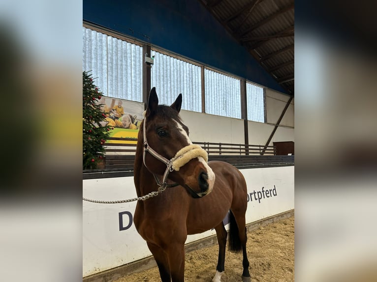 Koń oldenburski Wałach 4 lat 162 cm Gniada in Darmstadt