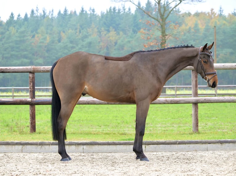 Koń oldenburski Wałach 4 lat 164 cm Gniada in Dohren