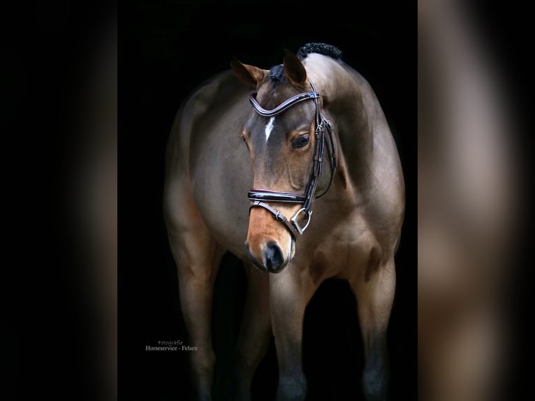 Koń oldenburski Wałach 4 lat 164 cm Gniada in Dohren