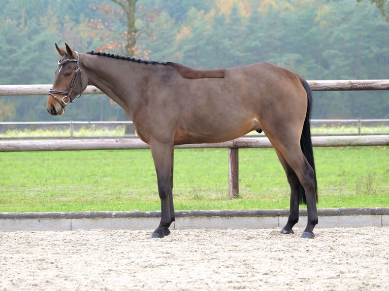 Koń oldenburski Wałach 4 lat 164 cm Gniada in Dohren