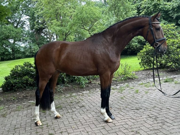 Koń oldenburski Wałach 4 lat 164 cm Gniada in Verden (Aller)