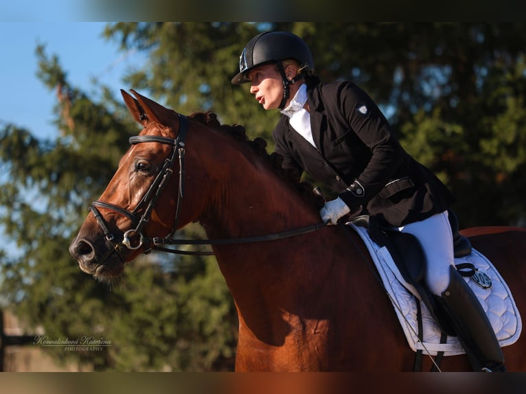 Koń oldenburski Wałach 4 lat 164 cm Kasztanowata in Milín