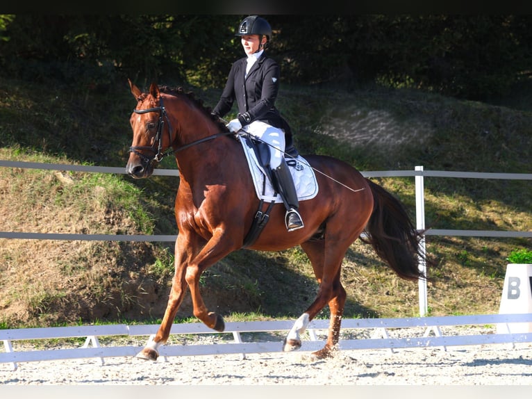 Koń oldenburski Wałach 4 lat 164 cm Kasztanowata in Milín