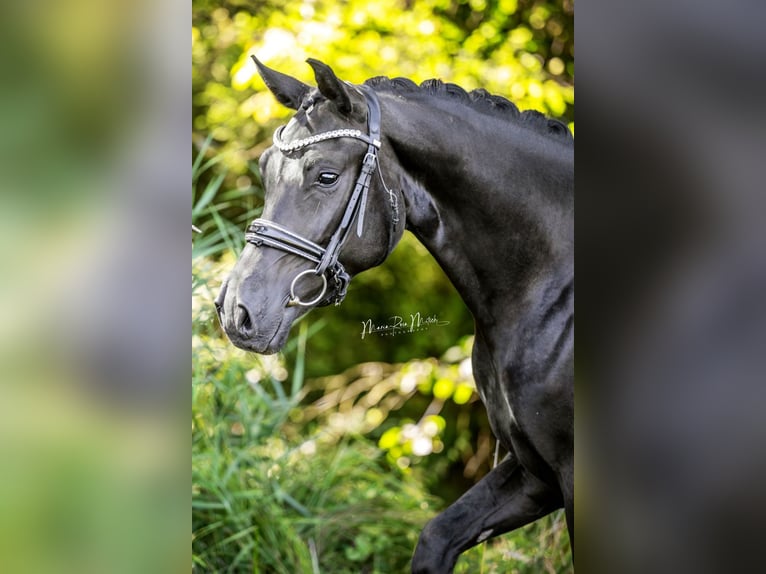 Koń oldenburski Wałach 4 lat 164 cm in Ober-Ramstadt