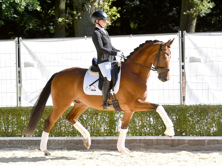 Koń oldenburski Wałach 4 lat 165 cm Gniada in Bad Bevensen