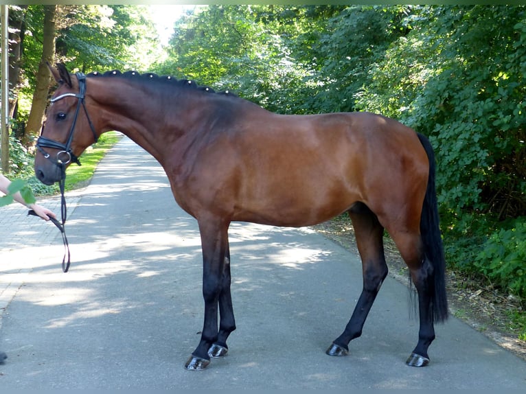 Koń oldenburski Wałach 4 lat 165 cm Gniada in Drantum