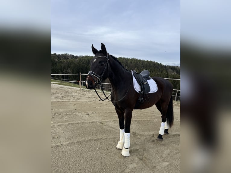 Koń oldenburski Wałach 4 lat 165 cm Gniada in Kumberg