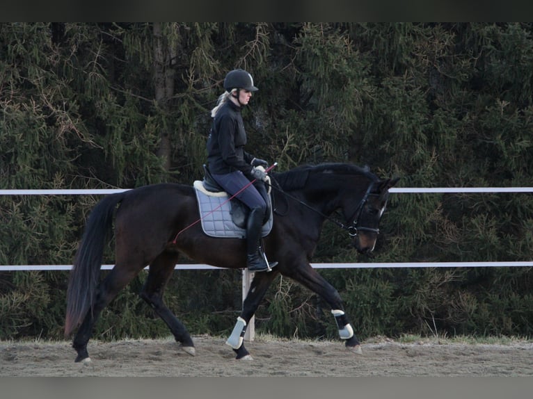 Koń oldenburski Wałach 4 lat 165 cm Gniada in Kumberg