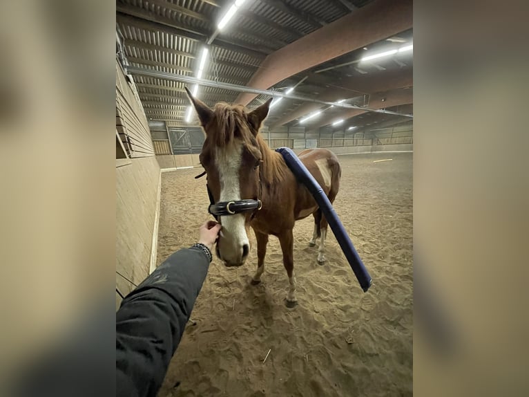 Koń oldenburski Wałach 4 lat 165 cm Kasztanowata in Hambühren