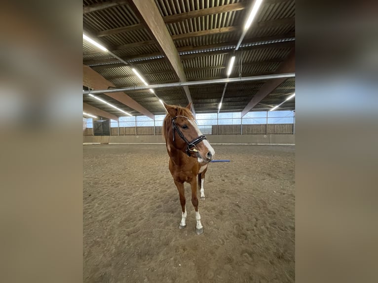 Koń oldenburski Wałach 4 lat 165 cm Kasztanowata in Hambühren