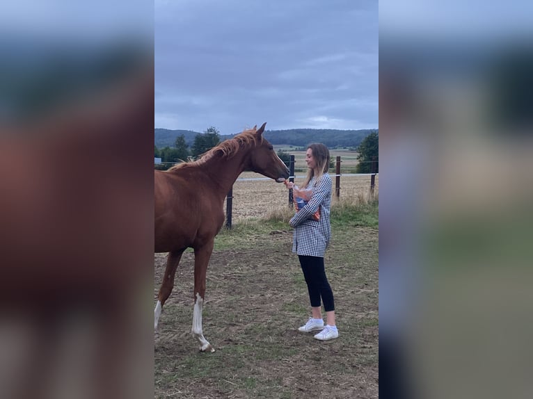 Koń oldenburski Wałach 4 lat 165 cm Kasztanowata in Hambühren