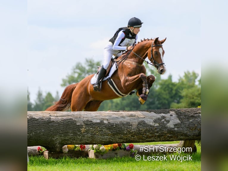 Koń oldenburski Wałach 4 lat 165 cm Kasztanowata in Bystrzyca Górna