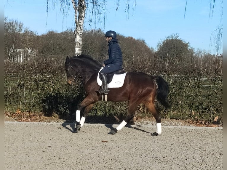 Koń oldenburski Wałach 4 lat 166 cm Ciemnogniada in Hilgermissen