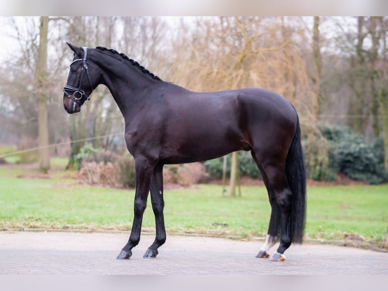 Koń oldenburski Wałach 4 lat 166 cm Ciemnogniada in Weert