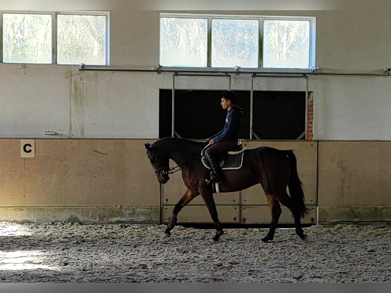 Koń oldenburski Wałach 4 lat 166 cm Ciemnogniada in Hilgermissen